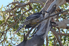 Anthochaera paradoxa