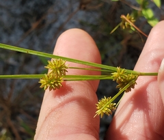 Cyperus nashii
