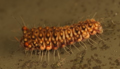 Trypanophora semihyalina