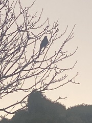 Anthochaera chrysoptera