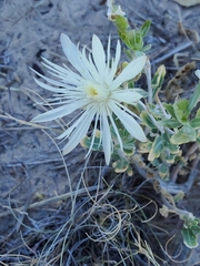 Mentzelia strictissima
