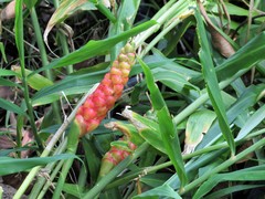 Zingiber officinale