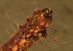 Trypanophora semihyalina