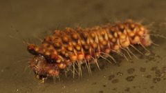 Trypanophora semihyalina