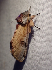 Ianassa pallida