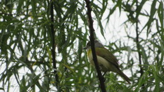 Pachyramphus viridis