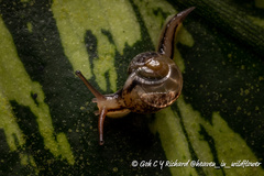 Helicarion permolle