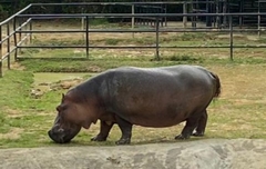 Hippopotamus