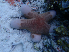 Choriaster granulatus