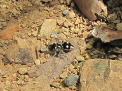 Hoplomutilla excentrica