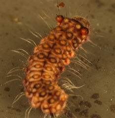 Trypanophora semihyalina