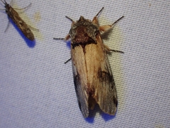 Ianassa pallida