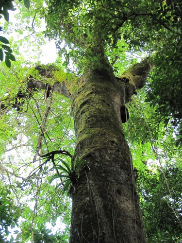 Caryocar costaricense - Flowers