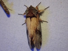 Ianassa pallida