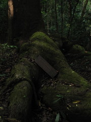 Caryocar costaricense