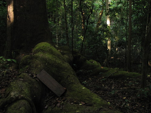 Caryocar costaricense - Whole tree