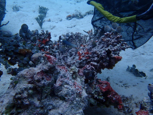 Meiacanthus atrodorsalis