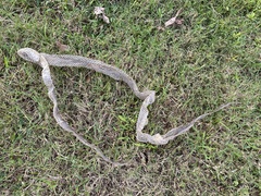 Coluber constrictor
