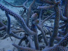 Acropora muricata