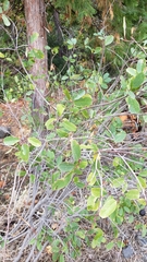 Frangula rubra rubra