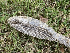 Coluber constrictor