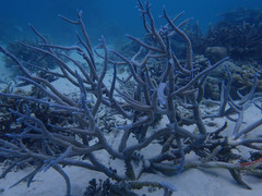 Acropora muricata
