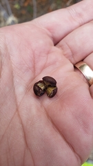 Frangula rubra rubra