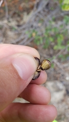 Frangula rubra rubra