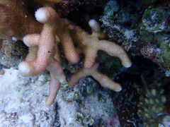 Stylophora subseriata