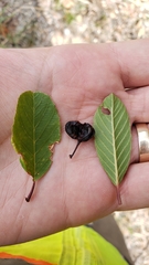 Frangula rubra rubra