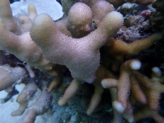 Stylophora subseriata