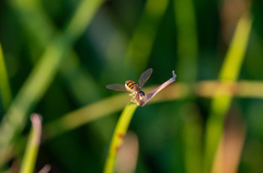 Toxomerus marginatus