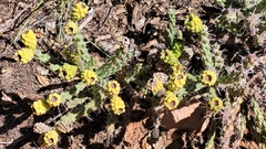 Cylindropuntia whipplei