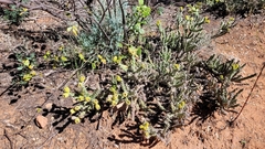 Cylindropuntia whipplei