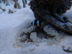 Heteractis aurora