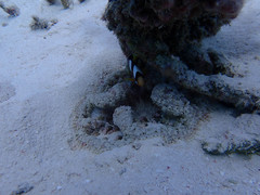 Heteractis aurora