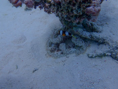 Heteractis aurora