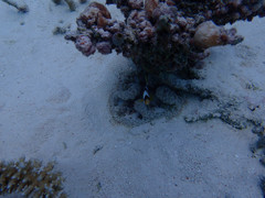 Heteractis aurora