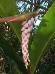 Alpinia caerulea