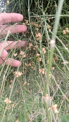 Ephedra triandra