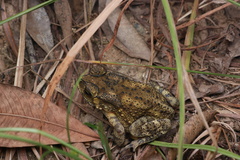 Duttaphrynus melanostictus