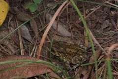 Duttaphrynus melanostictus