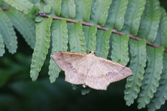 Geometridae
