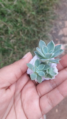 Echeveria simulans