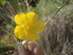 Abutilon reventum