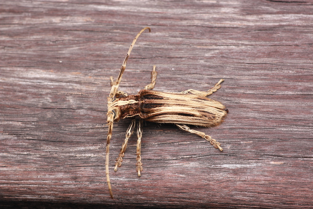 Xylorhiza