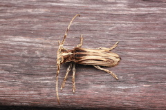 Xylorhiza pilosipennis