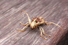 Xylorhiza pilosipennis