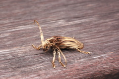 Xylorhiza pilosipennis