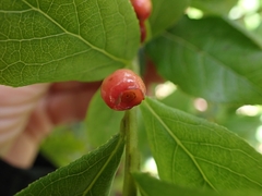 Vaccinium calycinum